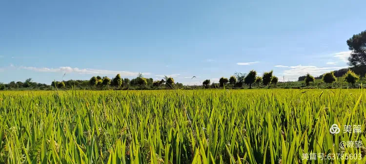 黑龙江肇源县茂兴镇:三岔河畔稻花香